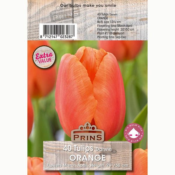 Tulip Darwin ‘Orange’ (40 Bulbs)