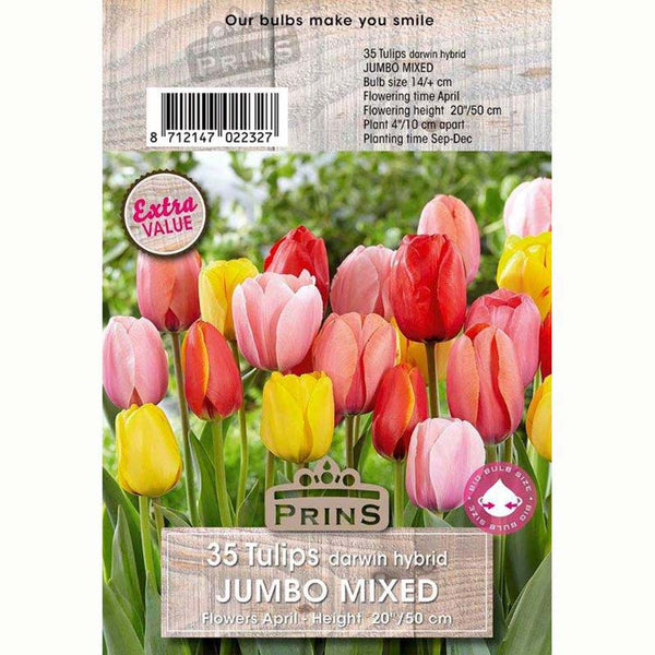 Tulip Darwin Hybrid Jumbo Mix