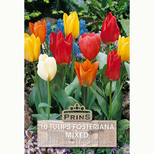 Tulips Fosteriana Mixed Bulbs