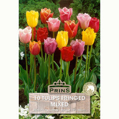 Tulips Fringed Mixed Bulbs