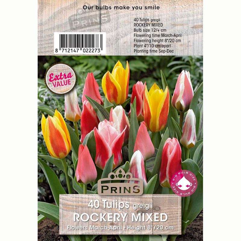 Tulips Greigii Rockery Mixed Bulbs