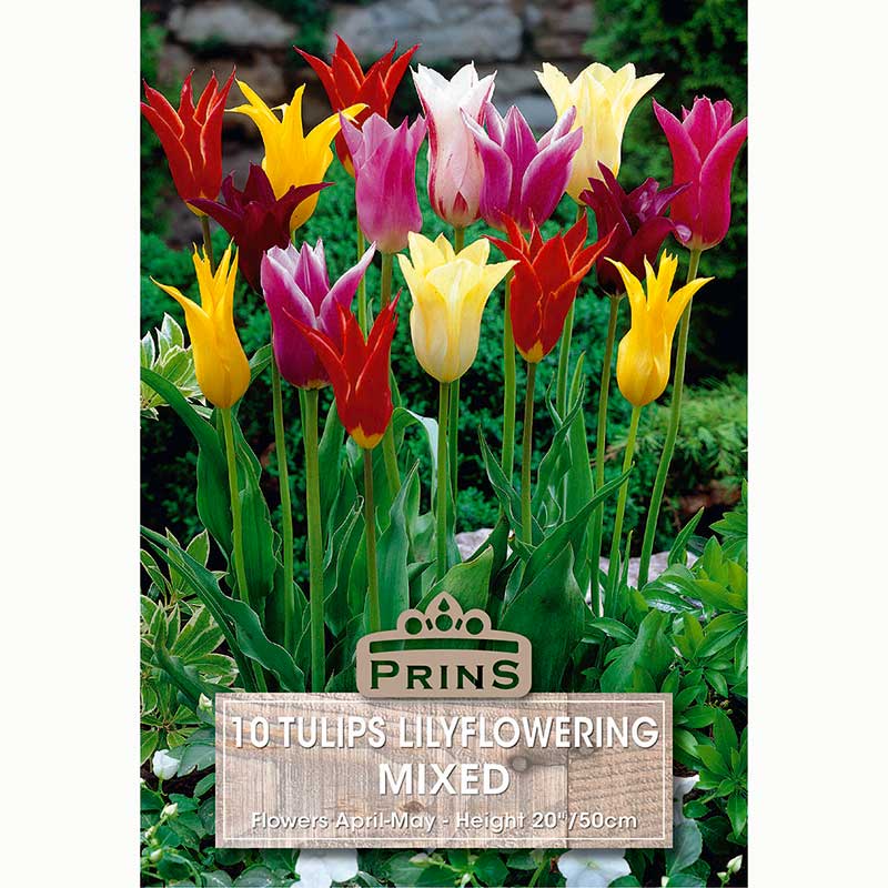 Tulips Lily-Flowering Mixed Bulbs