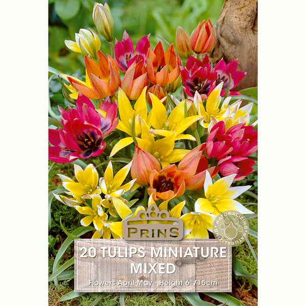 Tulips Miniature Mixed Bulbs