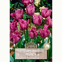 Tulip Parrot Prince Bulbs