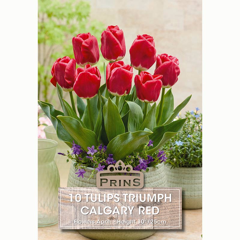 Tulips Triumph Calgary Red Bulbs