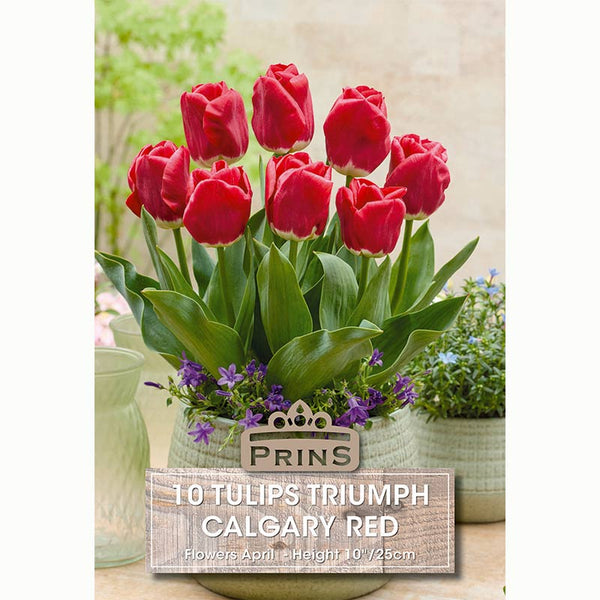 Tulips Triumph Calgary Red Bulbs