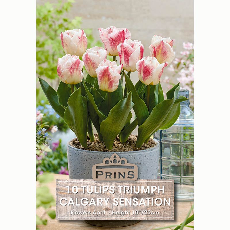Tulips Triumph Calgary Sensation Bulbs