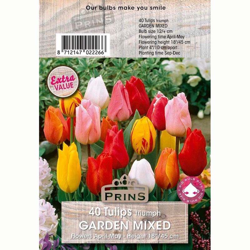 Tulip Triumph Garden Mix of Bulbs