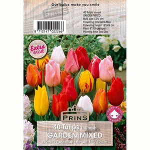 Tulip Triumph Garden Mix of Bulbs