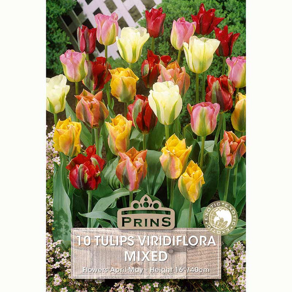 Tulips Viridiflora Mixed Bulbs