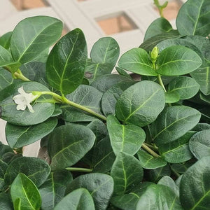 Vinca Minor Alba (2-Litre Pot)