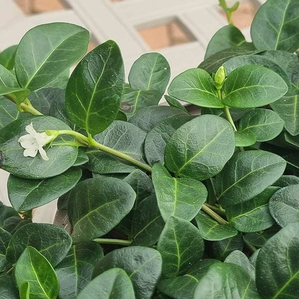 Vinca Minor Alba (2-Litre Pot)