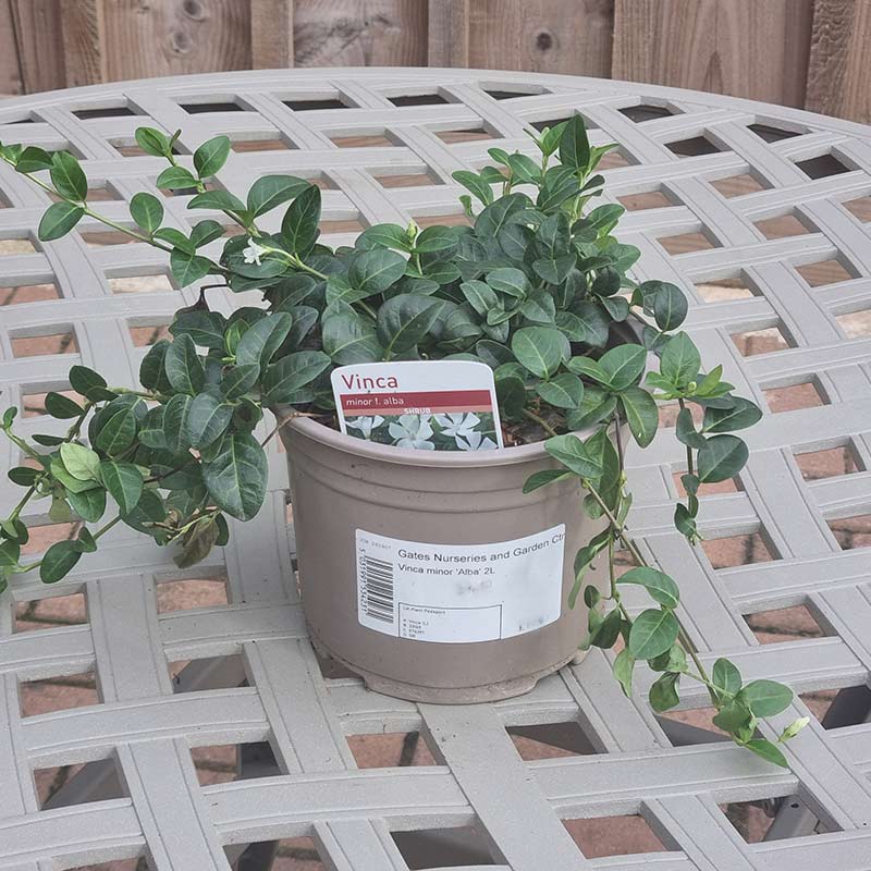 Vinca Minor Alba (2-Litre Pot)