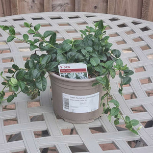 Vinca Minor Alba (2-Litre Pot)