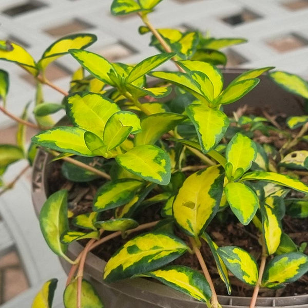 Vinca minor ‘Illumination’ (2-Litre Pot) Foliage
