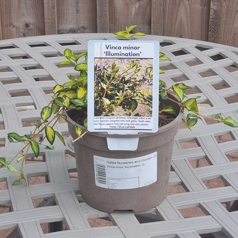 Vinca minor ‘Illumination’ (2-Litre Pot)