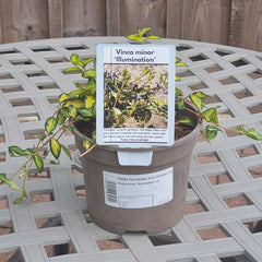 Vinca minor ‘Illumination’ (2-Litre Pot)