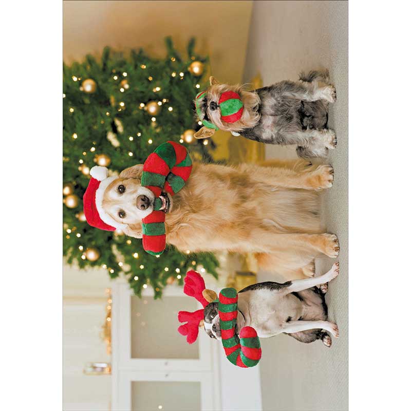 Woodmansterne 3 Dog Friends Christmas Cards (Pack of 20)