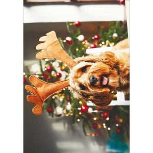Woodmansterne 3 Dog Friends Christmas Cards (Pack of 20)