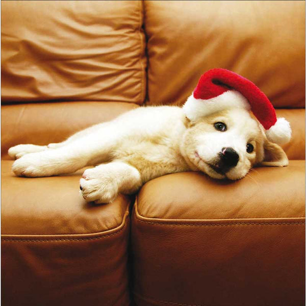 Woodmansterne 3 Dog Friends Christmas Cards (Pack of 20)