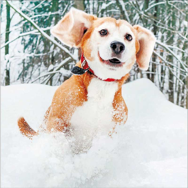 Woodmansterne 3 Dog Friends Christmas Cards (Pack of 20)