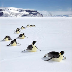 Woodmansterne Penguins Sliding Over The Snow Christmas Card
