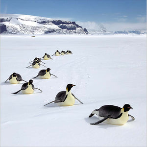 Woodmansterne Penguins Sliding Over The Snow Christmas Card
