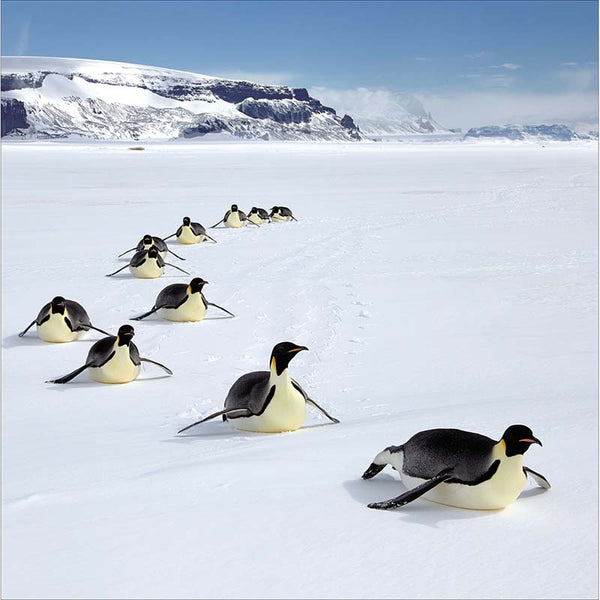 Woodmansterne Penguins Sliding Over The Snow Christmas Card