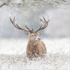 Woodmansterne Red Stag In Winter Christmas Card