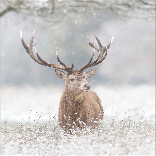 Woodmansterne Red Stag In Winter Christmas Card