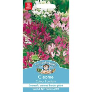 Mr Fothergill's Cleome Colour Fountain Seeds