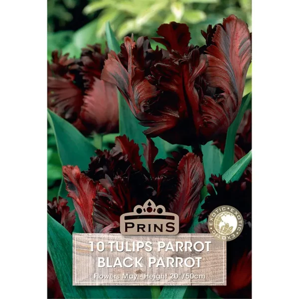 Tulip Black Parrot (10 bulbs)