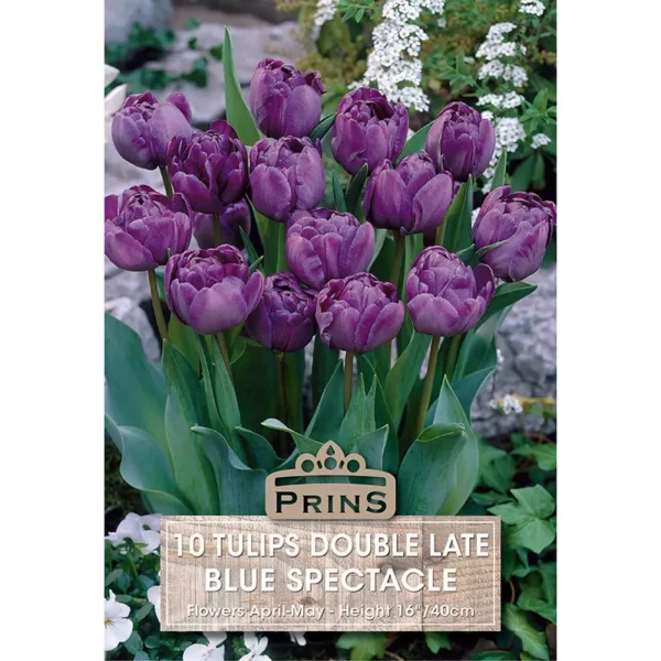 Tulip Blue Spectacle (10 bulbs)