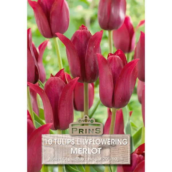 Tulip Merlot (10 bulbs)
