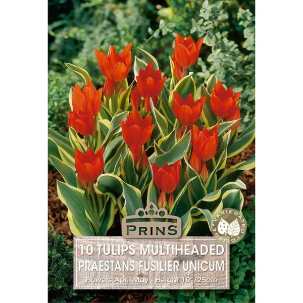 Tulip Praestans Fusilier Unicum (10 bulbs)