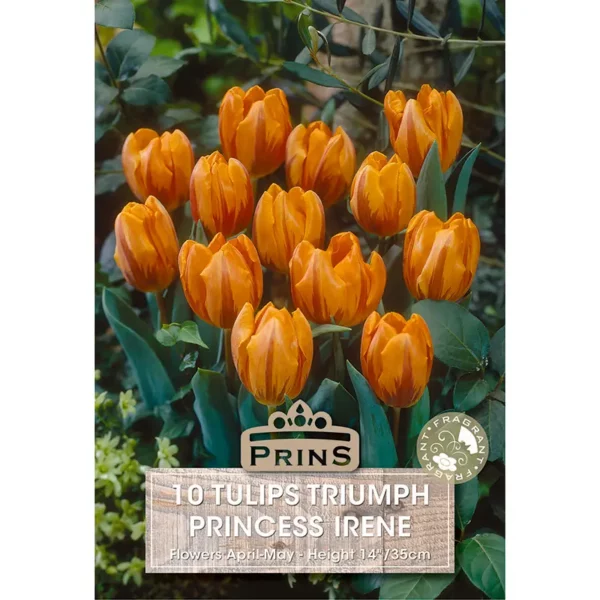 Tulip Princess Irene (10 bulbs)