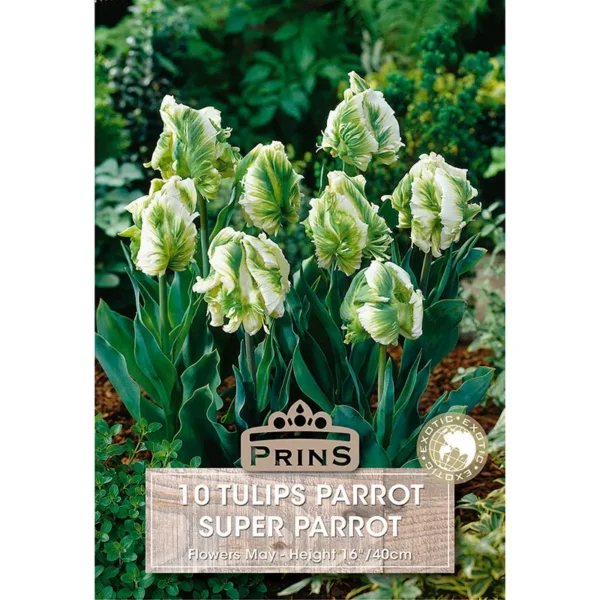 Tulip Super Parrot (10 bulbs)