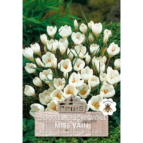 Crocus Miss Vain (20 bulbs)