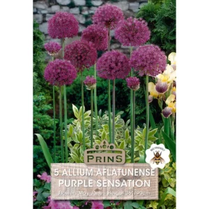 Allium Purple Sensation (5 bulbs)
