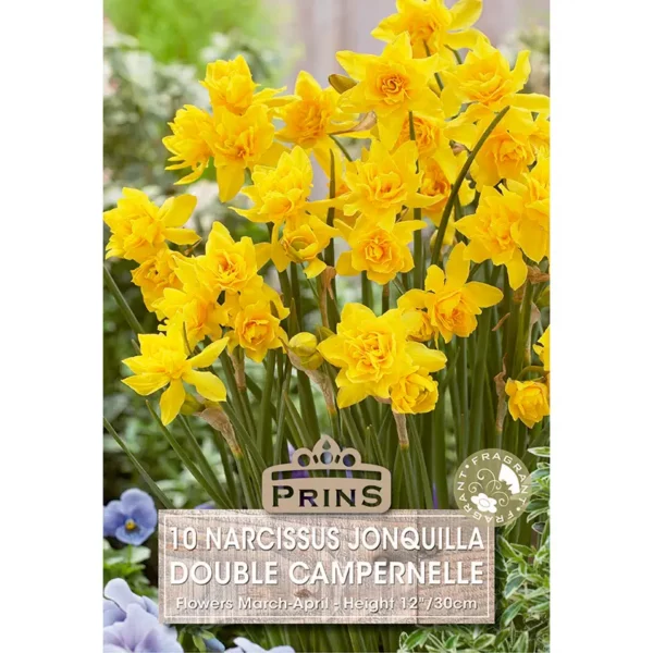 Narcissus Double Campernelle (10 bulbs)