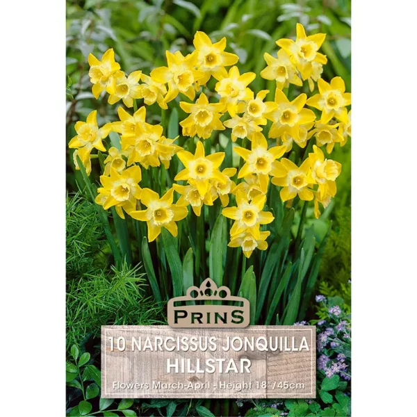 Narcissus Hillstar (10 bulbs)