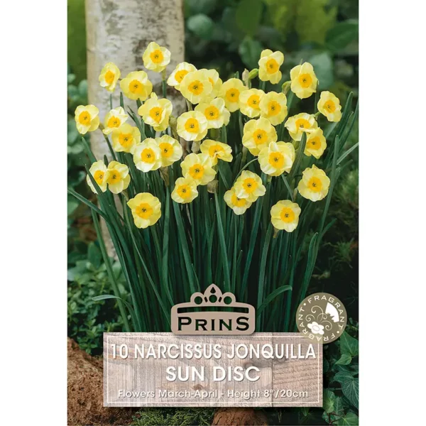 Narcissus Sun Disc (10 bulbs)