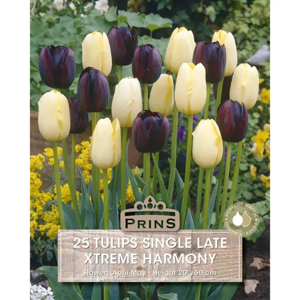 Tulip Xtreme Harmony (25 bulbs)