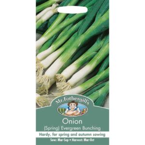 Mr Fothergill's Onion (Spring) Evergreen Bunching Seeds