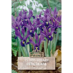 Iris Reticulata (15 bulbs)