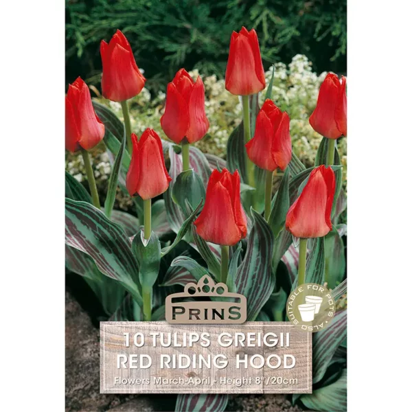 Tulip Red Riding Hood (10 bulbs)