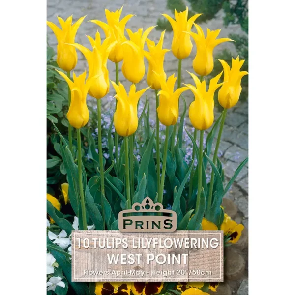 Tulip West Point (10 bulbs)