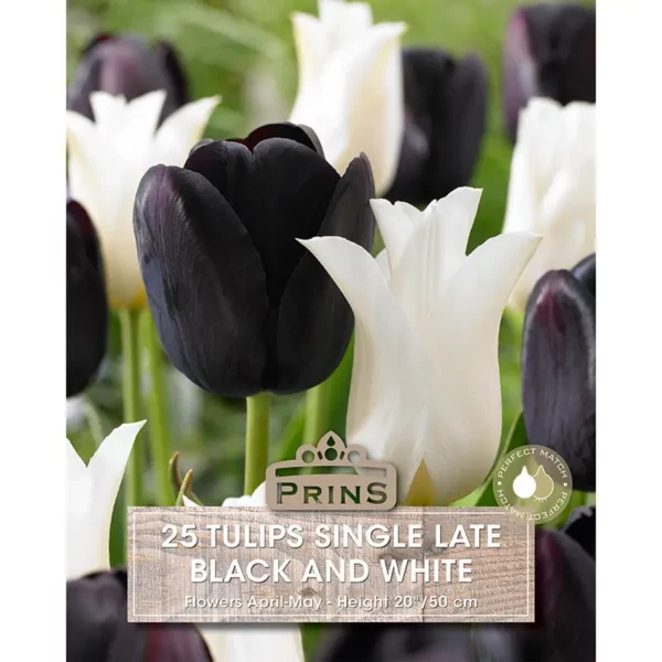 Tulip Black And White (25 bulbs)