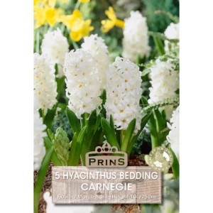 Hyacinth Carnegie (5 bulbs)
