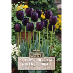 Tulip Queen Of Night (10 bulbs)